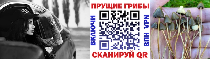 как найти OMG сайт Псилоцибиновые грибы прущие грибы Спас-Деменск